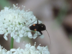 Closterotomus cinctipes