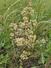 Trinia multicaulis