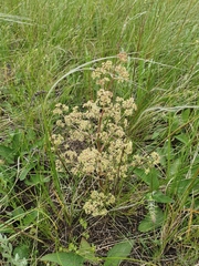 Trinia multicaulis
