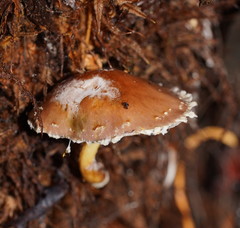 Stropharia formosa