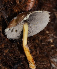 Stropharia formosa