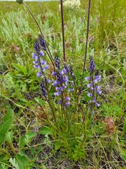 Polygala wolfgangiana