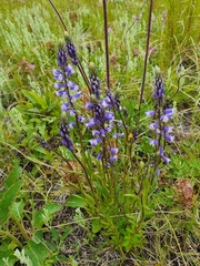 Polygala wolfgangiana