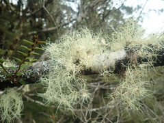 Usnea ciliifera