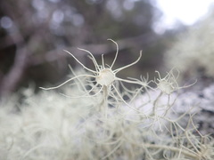 Usnea ciliifera