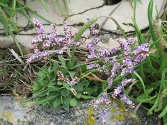 Limonium binervosum
