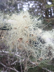 Usnea ciliifera