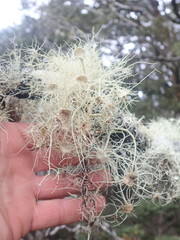 Usnea ciliifera