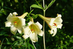 Lilium brownii