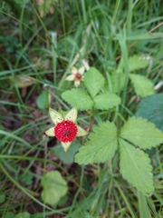 Potentilla indica