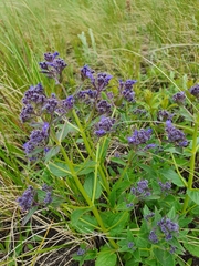 Nepeta ucranica
