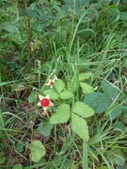 Potentilla indica