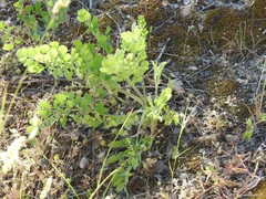 Pimpinella villosa