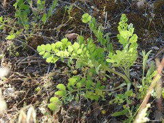 Pimpinella villosa