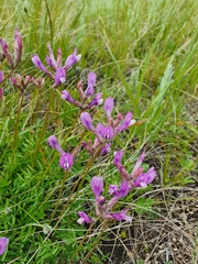 Astragalus macropus
