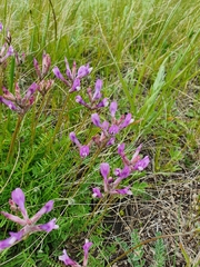 Astragalus macropus