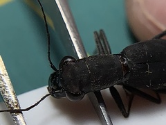 Dromochorus pilatei