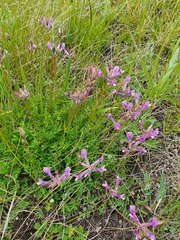 Astragalus macropus