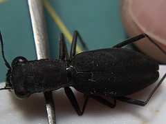 Dromochorus pilatei