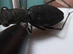 Dromochorus pilatei