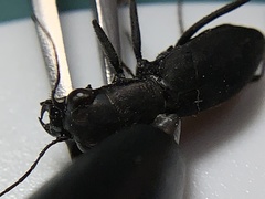 Dromochorus pilatei