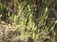 Trifolium cherleri