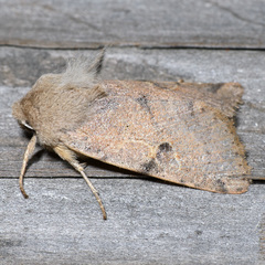 Orthosia behrensiana