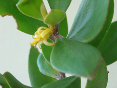 Persoonia cornifolia