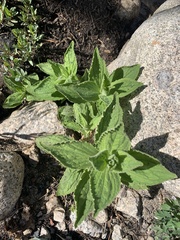 Erythranthe cardinalis