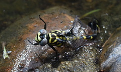 Ictinogomphus pertinax