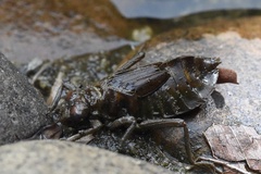 Ictinogomphus pertinax