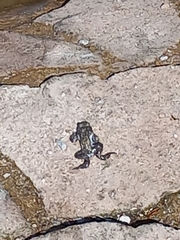 Bufotes viridis viridis