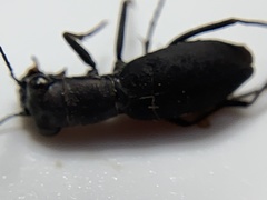 Dromochorus pilatei
