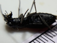 Dromochorus pilatei