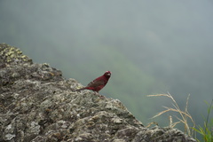 Carpodacus vinaceus