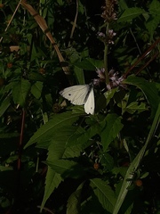 Pieris napi