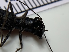 Dromochorus pilatei