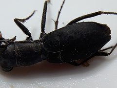Dromochorus pilatei