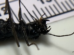 Dromochorus pilatei