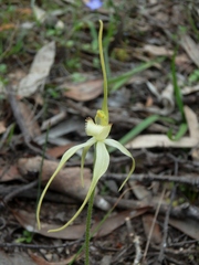 Caladenia cruciformis