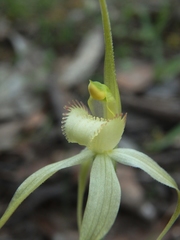 Caladenia cruciformis