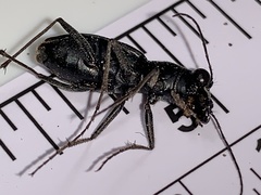 Dromochorus pilatei