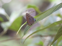 Arhopala stinga