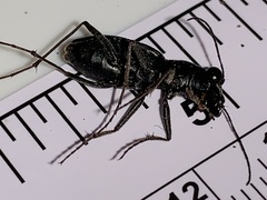 Dromochorus pilatei