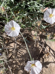 Convolvulus lanuginosus