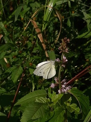 Pieris napi