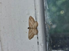Costaconvexa polygrammata