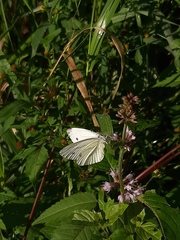 Pieris napi