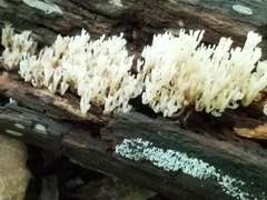 Artomyces pyxidatus