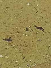 Bufotes viridis viridis